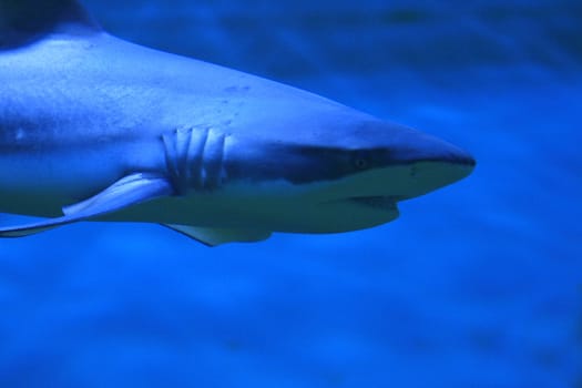 detail of shark head on the blue background