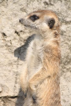 very nice suricata from the wild nature 