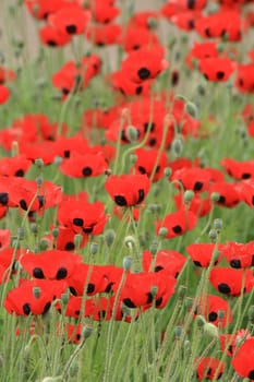 nice flowers from the near poppy field