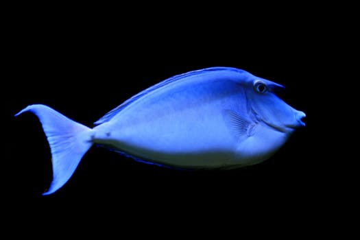 nice big blue fish in natural environment 