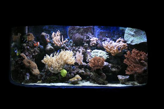 nice aquarium background with plants and fishes