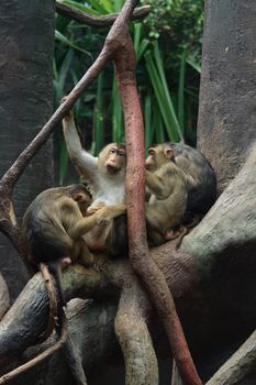 small group of baboons in the Jungle 