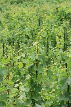 nice spring green vineyard in czech republic