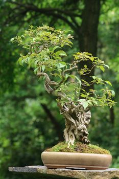 nice small bonsai tree in the czech park