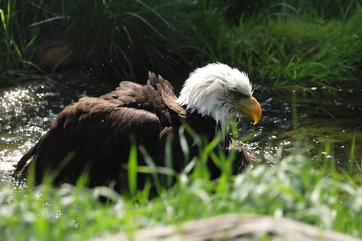 USA symbol - eagle from the Prague ZOO