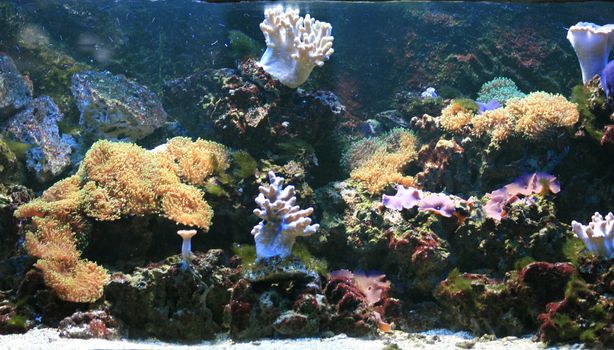 nice aquarium background with plants and fishes