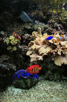 nice aquarium background with plants and fishes