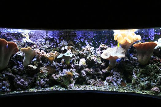 nice aquarium background with plants and fishes