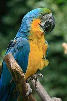 blue and yellow parrot in the nature 
