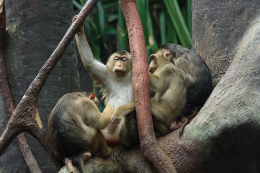 small group of baboons in the Jungle 
