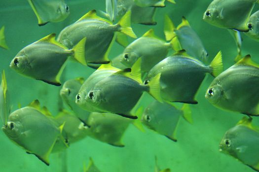 nice small group of fishes in natural environment 
