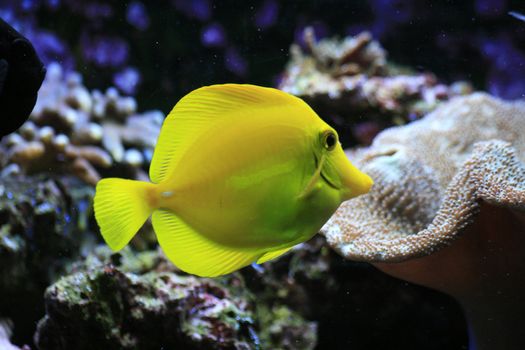 nice small yellow fish in natural environment 