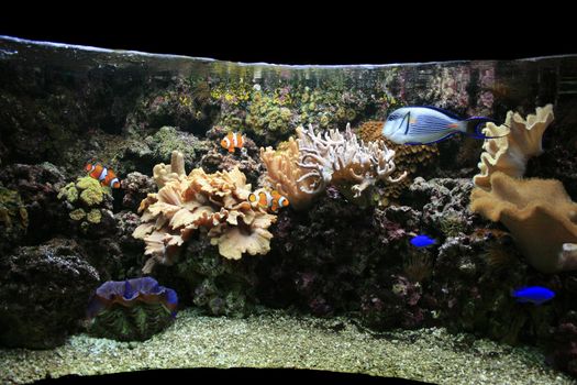 nice aquarium background with plants and fishes