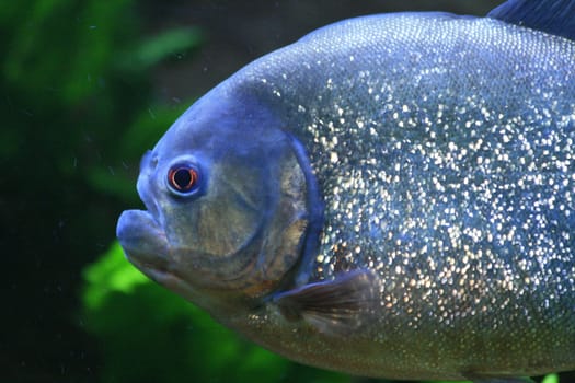 nice big piranha fish in natural environment 