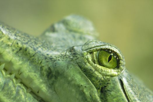 crocodile eye as very nice  wild animal background