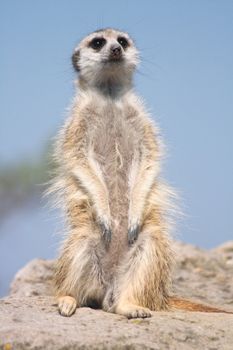 very nice suricata from the wild nature 