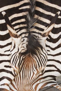 zebra skin  texture from the Prague ZOO 