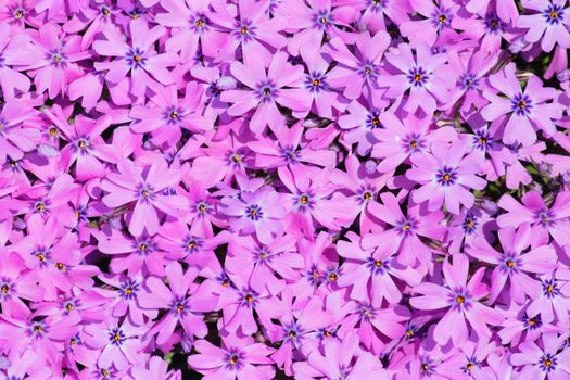 violet flowers as very nice color natural background