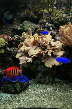 nice aquarium background with plants and fishes