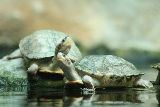small turtles as friends in the water 