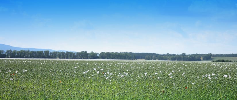 poppy field as very nice natural background