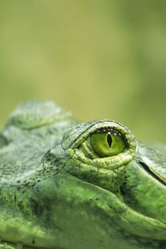 crocodile eye as very nice  wild animal background