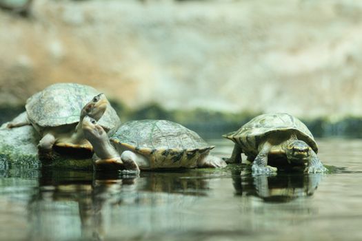 small turtles as friends in the water 
