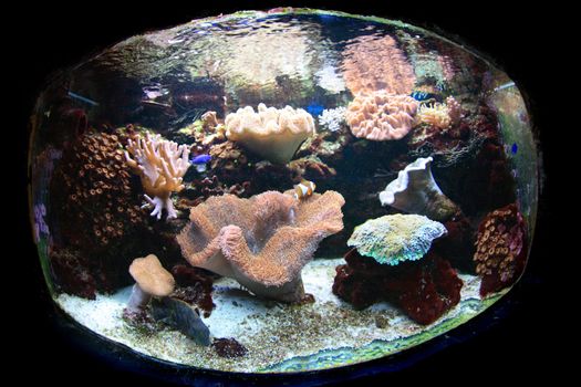 nice aquarium background with plants and fishes
