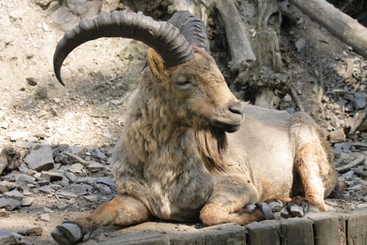 real brown chamois from the Prague ZOO