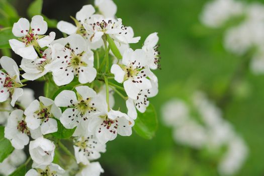 spring apple flowers as nice natural background