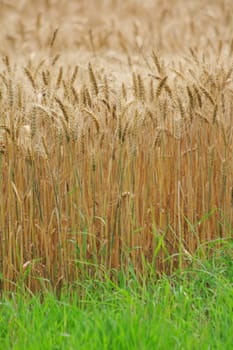 nice golden corn in the early spring 