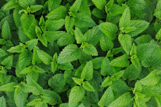 sweet mint leaves as very nice green natural background