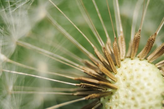old dandelion detail  as nice natural background