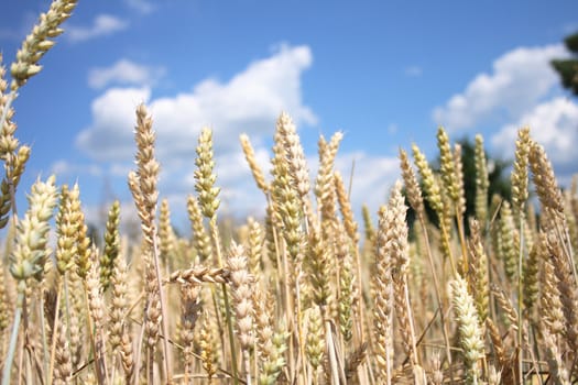golden corn field as very nice natural background