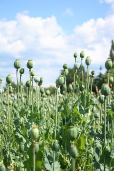 poppy field as very nice natural background
