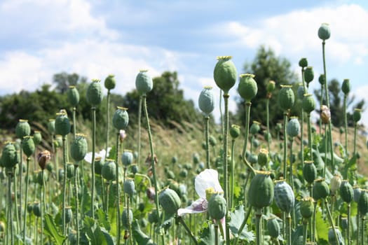 poppy field as very nice natural background