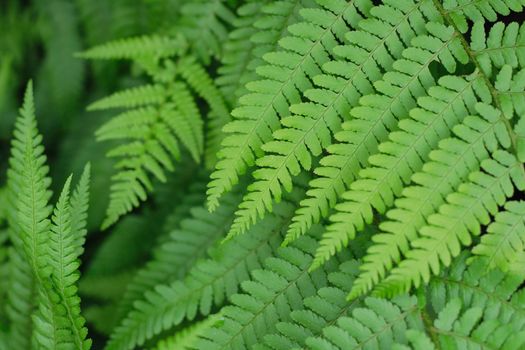 fresh green leaves as nice natural background