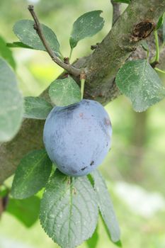 fresh blue plum from the green tree