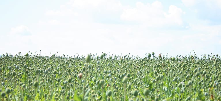 poppy field as very nice natural background