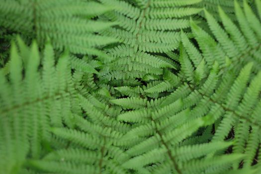 fresh green leaves as nice natural background