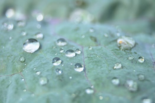 water drops on the green leaf as nice natural background