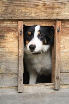 big dog in his nice small house 