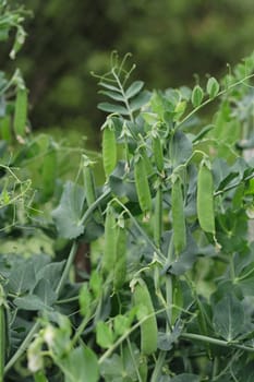 fresh green pea from my small garden 