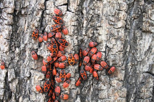 red buggs as very nice natural background