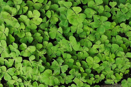 small leaves as very nice green natural background