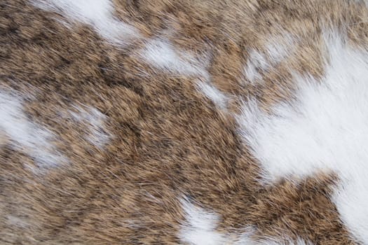 brown and white skin texture from the rabbit