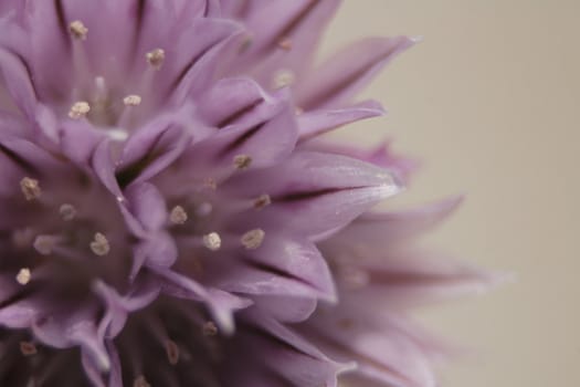 detail of violet flower as nice natural background