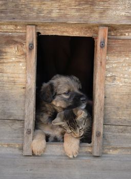 cat and dog as valentine friends in therir house 