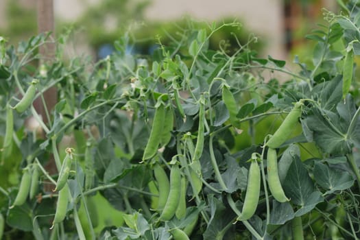 fresh green pea from my small garden 