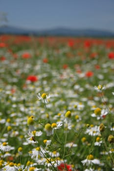 nice white flower field from the czech republic